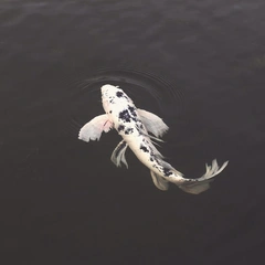 Dust on the Turntable