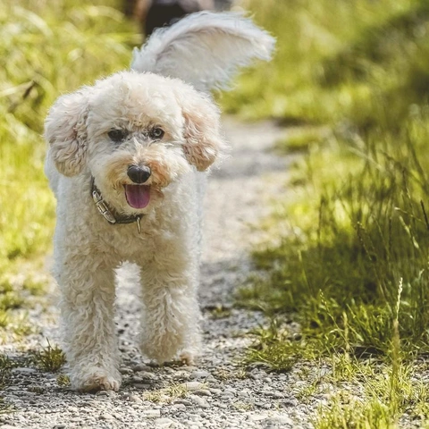 Pochette pour Sunlit Highway Drive