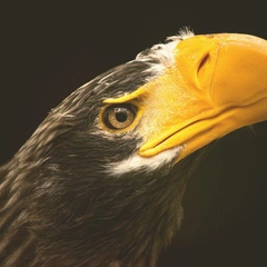 Legacy of the Ancients