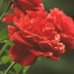 Where Memory Still Dances