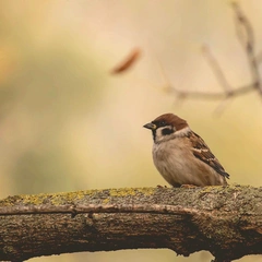 Small Prayers for Tomorrow