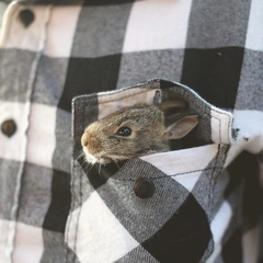 Cover art for Ukulele Lemonade Parade