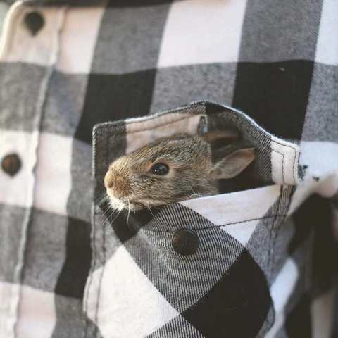 Cover art for Ukulele Lemonade Parade