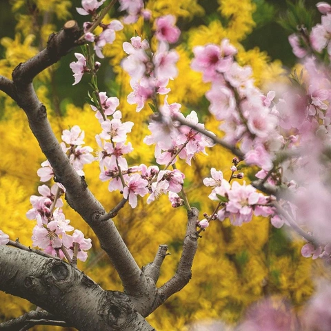 Cover art for Glow Getter