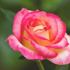 Cover art for Pulsing Data Stream