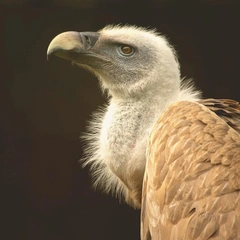 Inheritance of Embers