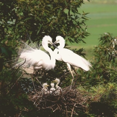 Faded Ink and Promises