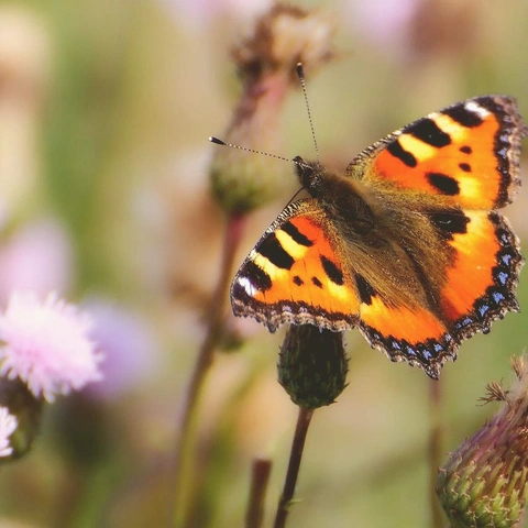 Coverbild für Waltz of the Lantern Hall