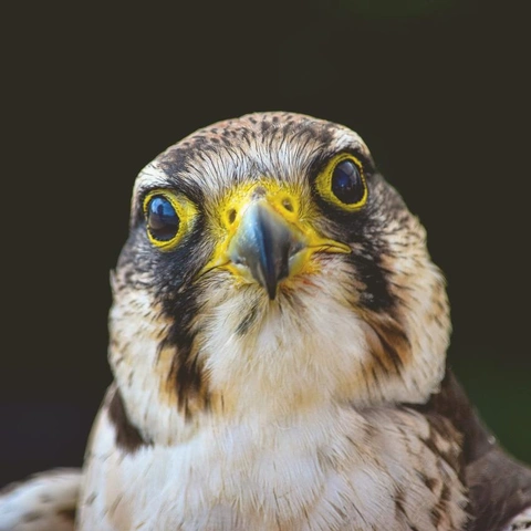 Collapse of Duskのジャケット画像