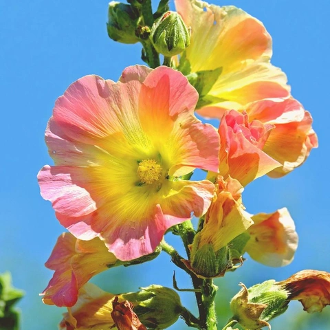 Arte da capa para Electric Forward Motion