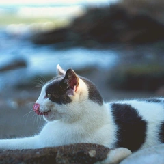 Clarinet in Soft Footsteps