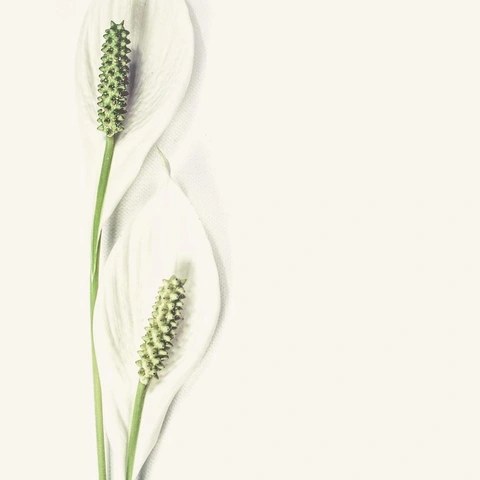 Cover art for Crimson Sunset