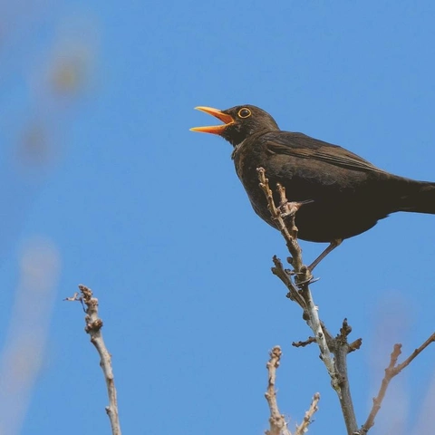 The Gilded Caperのジャケット画像