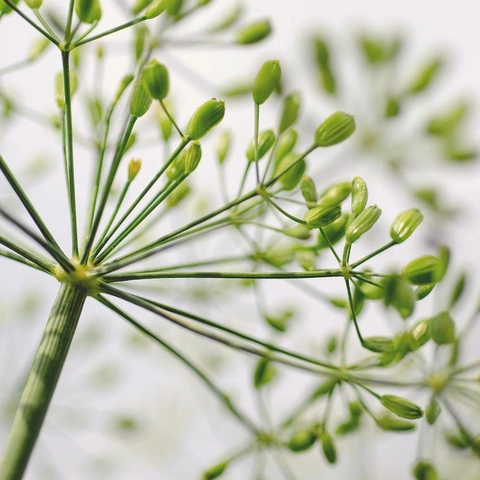 Cover art for Cello Under Fading Light