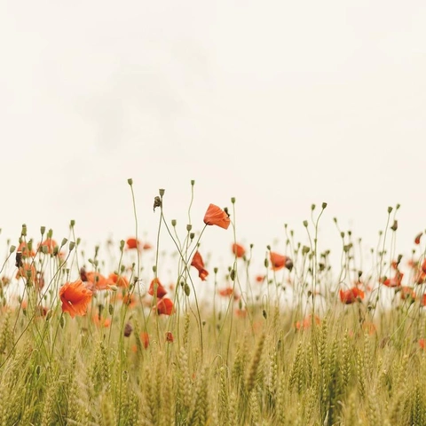 Pochette pour Closing Time Chords