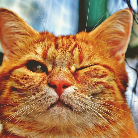 Portada para Electric Heartbeat in Motion