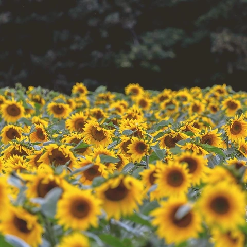 Arte da capa para Hour Memories