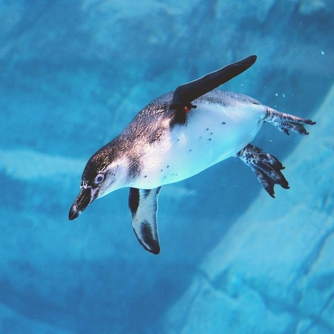 Cover art for Pixel Popcorn