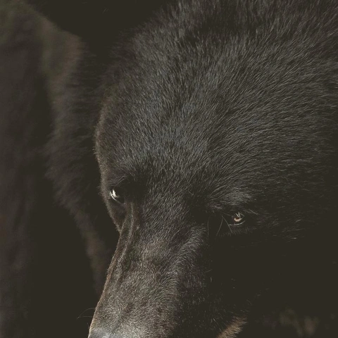 Cover art for Pulse in the Hollow Sky