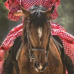 A Taste of Havana Nights