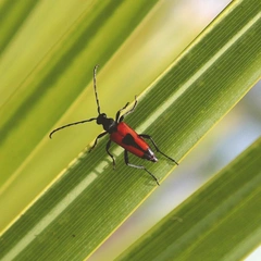 Marshmallow Mischief