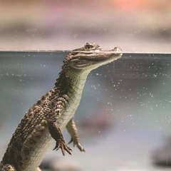 Cover art for Orbiting the Unknown