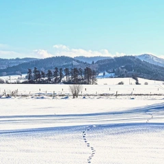 Whispering Through the Trees
