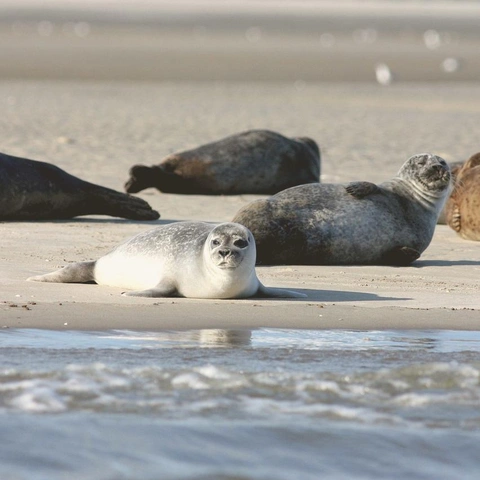 Cover art for Garden of Quiet Days