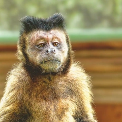 Arpeggios of a Fading Day