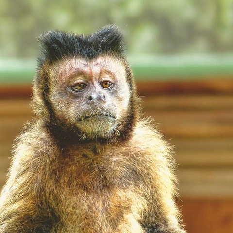 Cover art for Arpeggios of a Fading Day