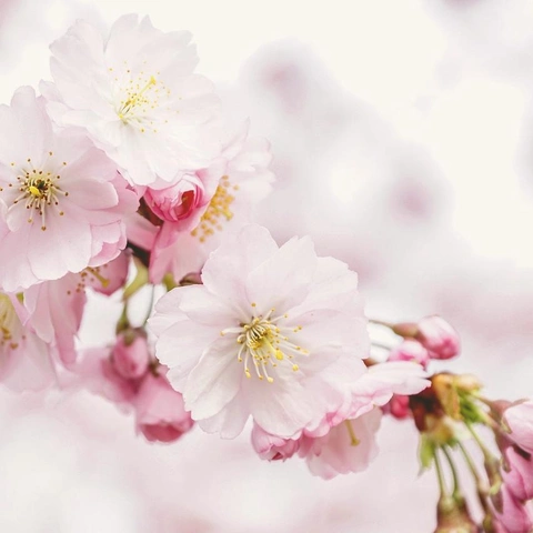 Coverbild für Whispers Of A Vow