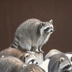 Pixel Candy Speedway