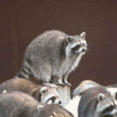 Cover art for Pixel Candy Speedway