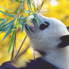 Cover art for The Gilded Gavotte