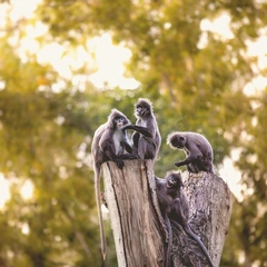 Accordion Apple Cart