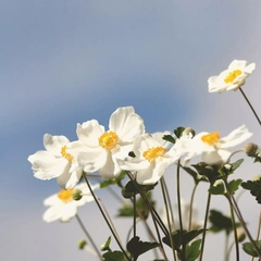 Whispers on the Breeze