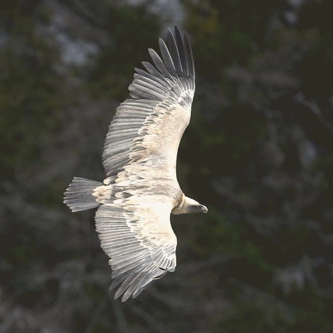 Pochette pour From Silence into Glory