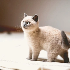 Chasing the Punchline