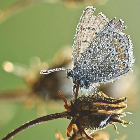 Pochette pour Whisper of the Glade