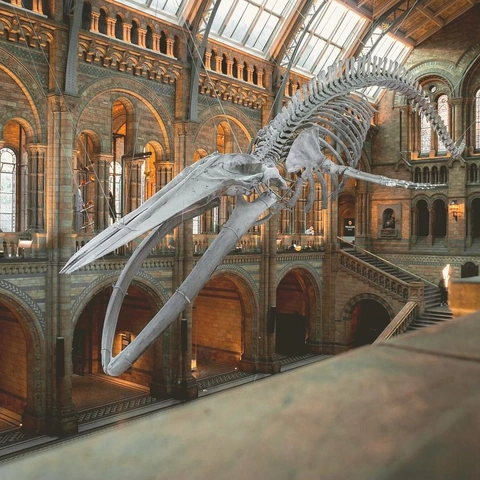 Cover art for The Crimson Caprice