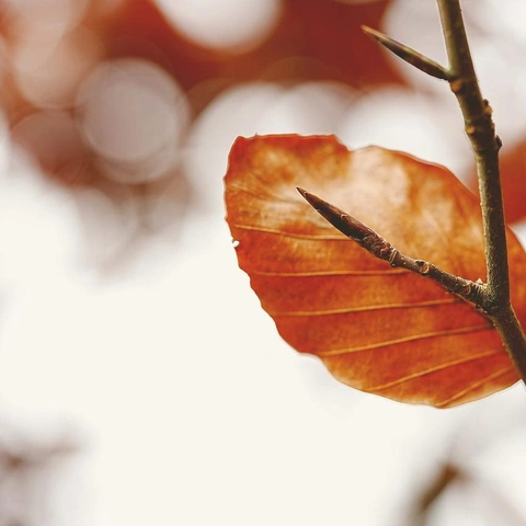 Portada para Worn Pages