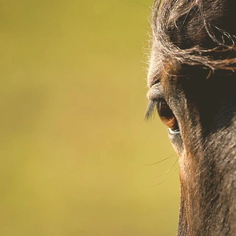 Arte da capa para Dust in the Golden Light