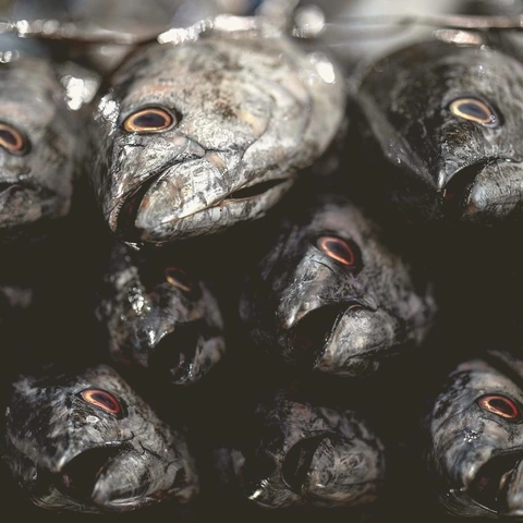 Portada para Shadow Grid