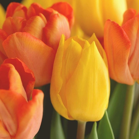 Cover art for City Lights and Saturday Nights