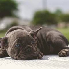 Candy Lights Carousel