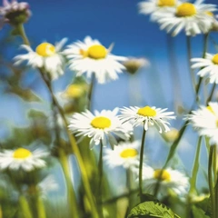 Cover art for Electric Good Feeling