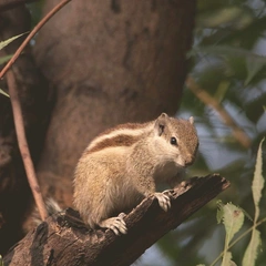 Whispers from the Glade