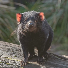 Anthem of the Asphalt