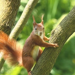 Toy Box Christmas Dream