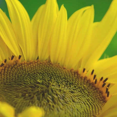 Coverbild für Shanty Shore